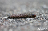 Graswortelvlinder (Apamea monoglypha)