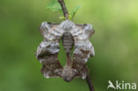 Poplar Hawk-moth (Laothoe populi)