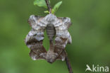 Poplar Hawk-moth (Laothoe populi)