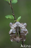 Poplar Hawk-moth (Laothoe populi)