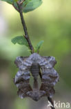 Poplar Hawk-moth (Laothoe populi)