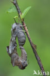 Poplar Hawk-moth (Laothoe populi)