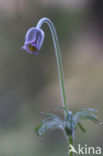 Small Pasqueflower (Pulsatilla pratensis)