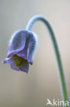 Knikkend wildemanskruid (Pulsatilla pratensis)