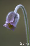 Knikkend wildemanskruid (Pulsatilla pratensis)