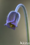 Small Pasqueflower (Pulsatilla pratensis)