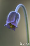 Knikkend wildemanskruid (Pulsatilla pratensis)