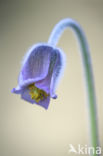 Small Pasqueflower (Pulsatilla pratensis)