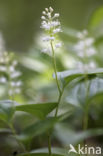 Dalkruid (Maianthemum bifolium)