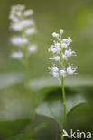 Dalkruid (Maianthemum bifolium)