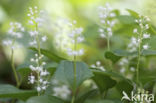 Dalkruid (Maianthemum bifolium)