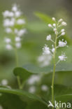 Dalkruid (Maianthemum bifolium)