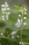 May Lily (Maianthemum bifolium)