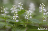 Dalkruid (Maianthemum bifolium)