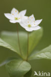 Chickweed Wintergreen (Trientalis europaea)