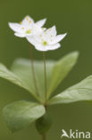 Chickweed Wintergreen (Trientalis europaea)