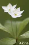 Chickweed Wintergreen (Trientalis europaea)