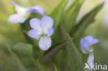 Melkviooltje (Viola persicifolia)