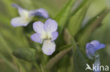 Melkviooltje (Viola persicifolia)