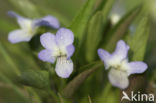 Melkviooltje (Viola persicifolia)