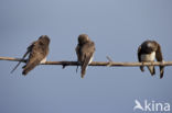 Bank Swallow (Riparia riparia)