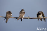 Bank Swallow (Riparia riparia)