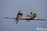 Bank Swallow (Riparia riparia)