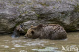 Brown Bear (Ursus arctos arctos)