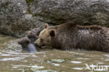 Brown Bear (Ursus arctos arctos)