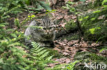 Wilde kat (Felis silvestris)