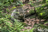 Wildcat (Felis silvestris)