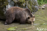 Brown Bear (Ursus arctos arctos)