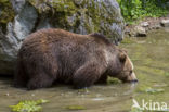 Brown Bear (Ursus arctos arctos)