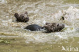 Brown Bear (Ursus arctos arctos)