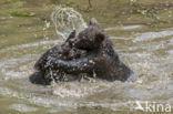 Brown Bear (Ursus arctos arctos)