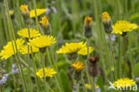 Mouse-ear Hawkweed (Hieracium pilosella)