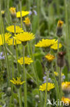 Mouse-ear Hawkweed (Hieracium pilosella)