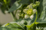 White Bryony (Bryonia dioica)