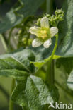 White Bryony (Bryonia dioica)