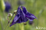 Wilde akelei (Aquilegia vulgaris)