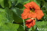 Garden Nasturnium (Tropaeolum majus)