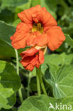 Garden Nasturnium (Tropaeolum majus)