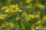 Turnip (Brassica rapa)