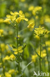 Turnip (Brassica rapa)