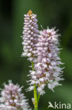 Adderwortel (Persicaria bistorta)