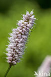 Adderwortel (Persicaria bistorta)