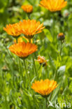 Pot Marigold (Calendula officinalis)