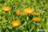 Tuingoudsbloem (Calendula officinalis)