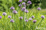 wild chives (Allium schoenoprasum)