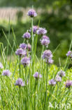 Bieslook (Allium schoenoprasum)